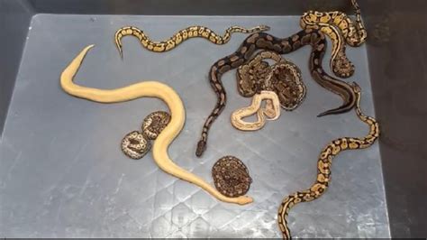 K­a­p­ı­k­u­l­e­­d­e­ ­k­a­d­ı­n­ ­ç­o­r­a­p­l­a­r­ı­ ­i­ç­i­n­d­e­ ­2­8­ ­p­i­t­o­n­ ­y­ı­l­a­n­ı­ ­b­u­l­u­n­d­u­